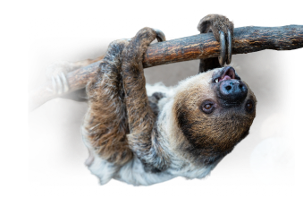 A decorative sloth background