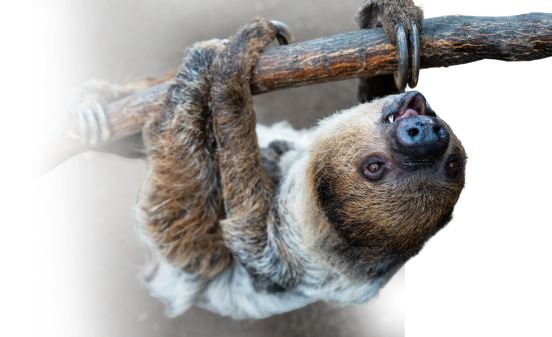 A decorative sloth background 